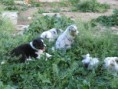 /album/chi-siamo/cuccioli-01-jpg/